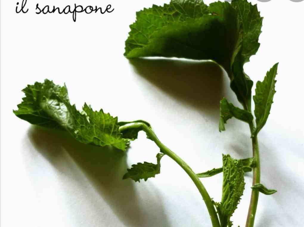 Immagine articolo: Alla “scoperta“ del sanapo siciliano, alias “Qualedda“ tra proprietà e benefici