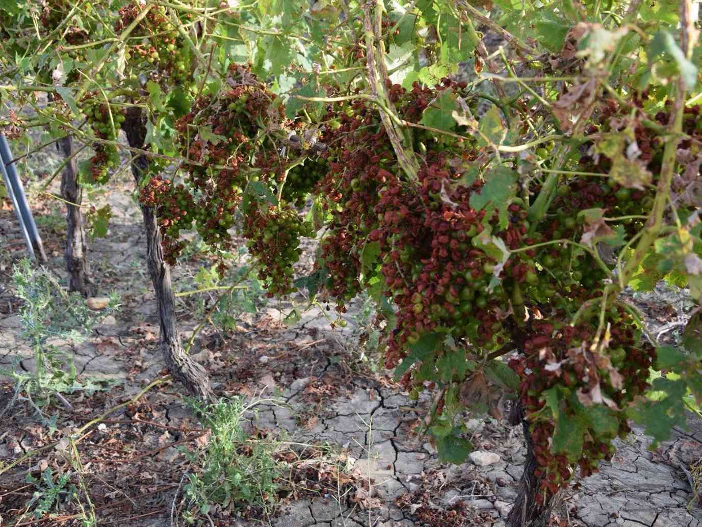 Immagine articolo: Dichiarazione di stato di calamità naturale per le coltivazioni dei vigneti. La richiesta del comune di Montevago