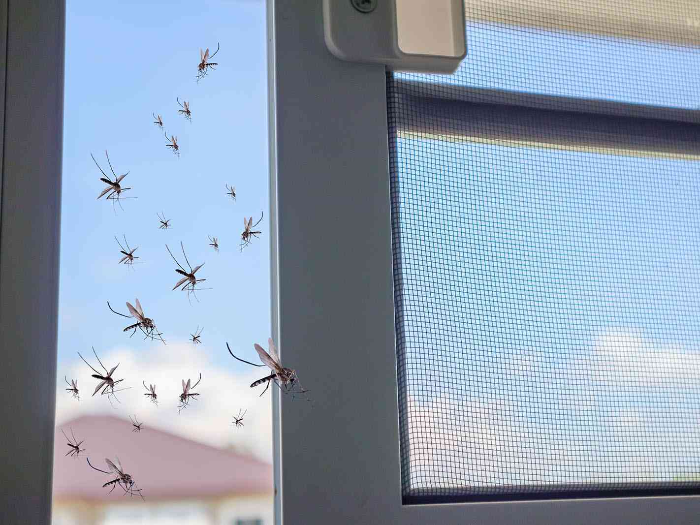 Immagine articolo: Emergenza zanzare al pronto soccorso di Sciacca, via alla disinfestazione