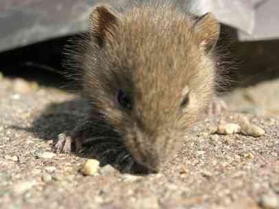 Immagine articolo: Sciacca, escrementi di topi in una scuola dell'infanzia: chiusura per 3 giorni