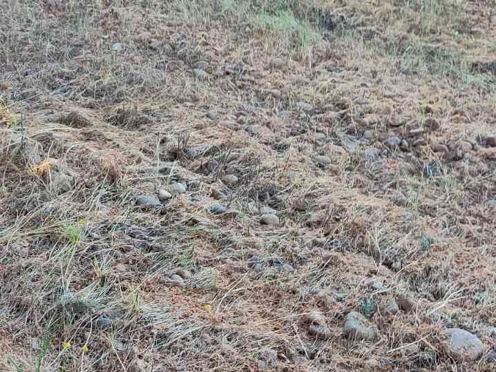 Immagine articolo: Menfi, agricoltura. Convocato Consiglio Comunale aperto straordinario su emergenza siccità