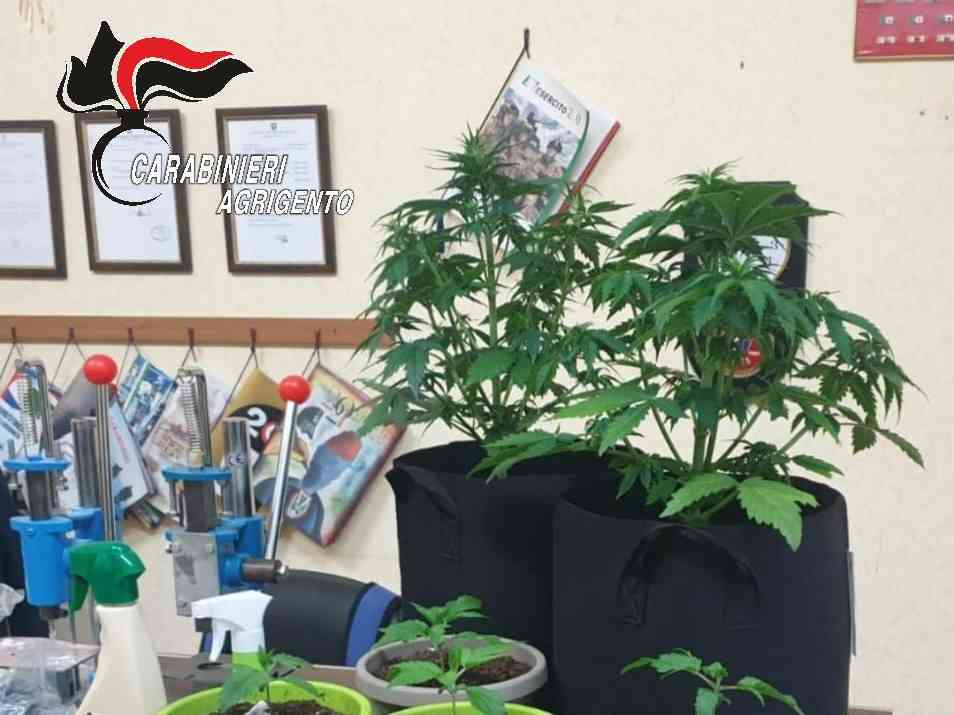 Immagine articolo: Salemi. Tre chili di marijuana nel suo B&B, arrestato