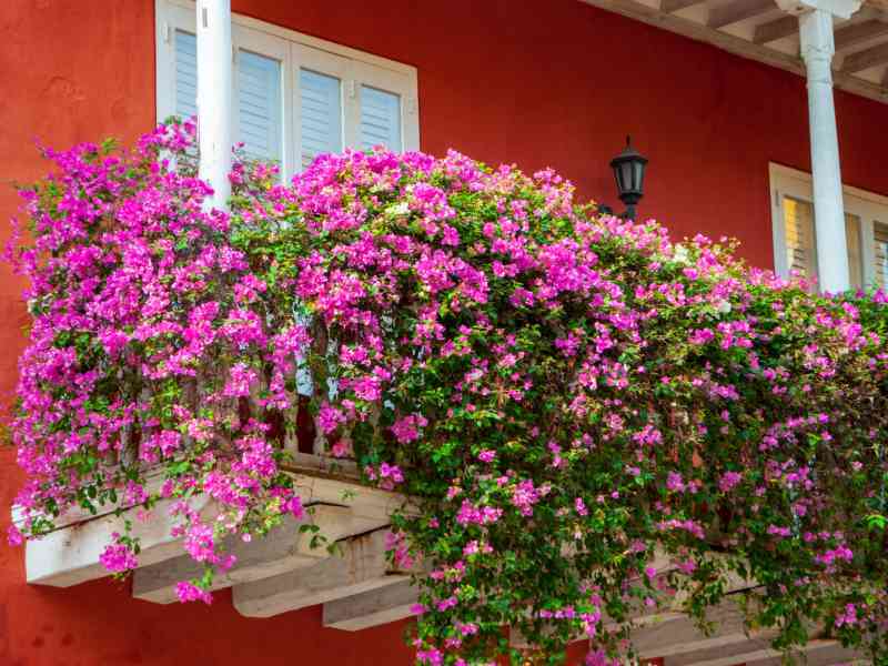 Immagine articolo: Menfi, al via il concorso Balconi Fioriti: iniziativa del Comitato Decoro Urbano