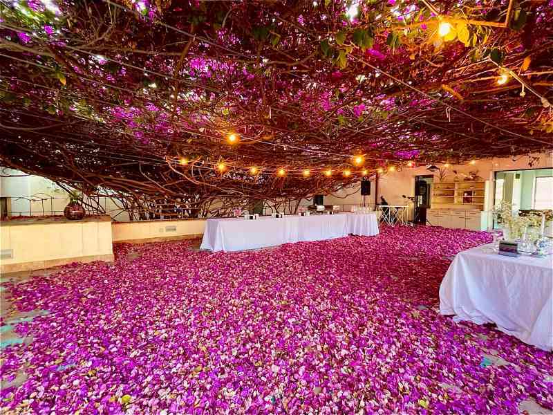 Immagine articolo: Menfi. La Bouganville di Casa Planeta nell'elenco ufficiale degli alberi monumentali d’Italia