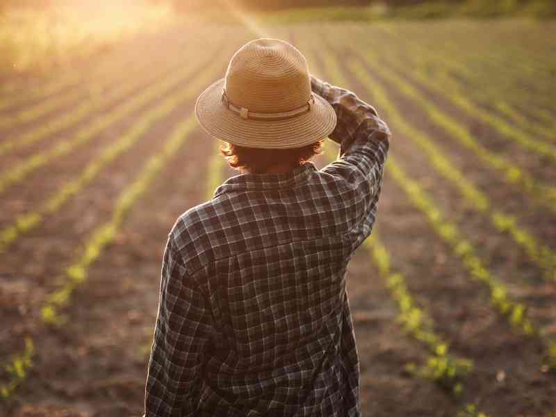 Immagine articolo: Indennità compensativa e saldo agricoltura biologica, sbloccati i pagamenti Agea
