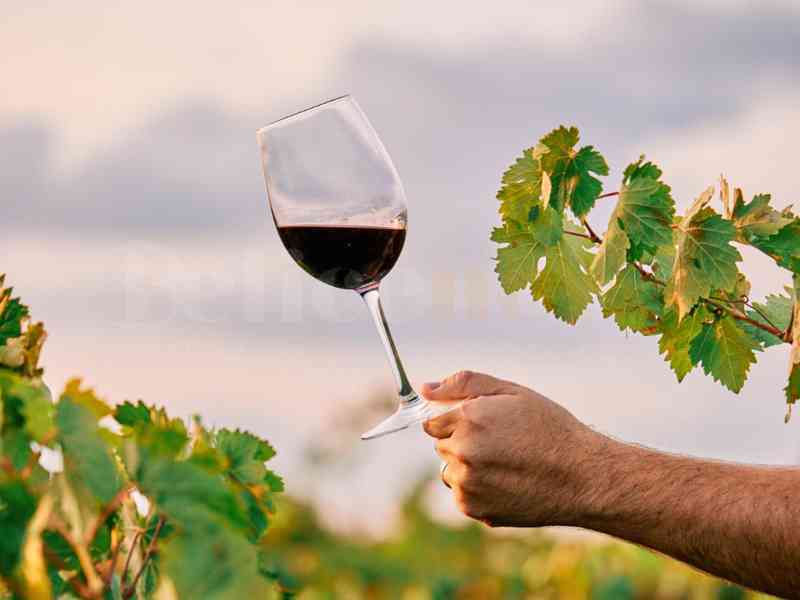 Immagine articolo: Montevago, tutto pronto per la Sagra del Vino 2025: weekend tra sapori e tradizioni il 25 e 26 ottobre