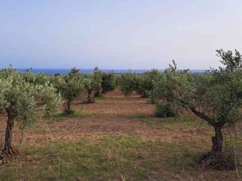 Immagine articolo: Menfi prima Città dell’Olio d’Italia a costituire la propria “Comunità dell’Olio“