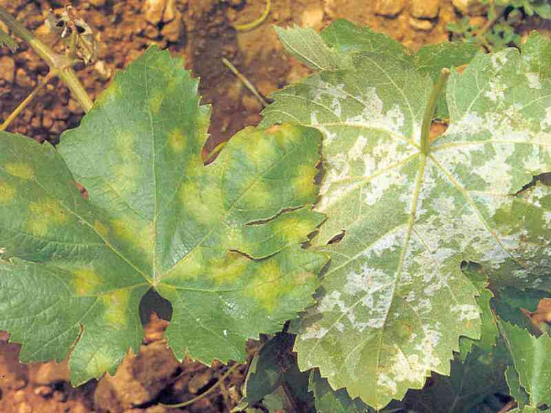 Immagine articolo: Peronospora, nuovo spiraglio dalla Regione Siciliana per il risarcimento alle aziende