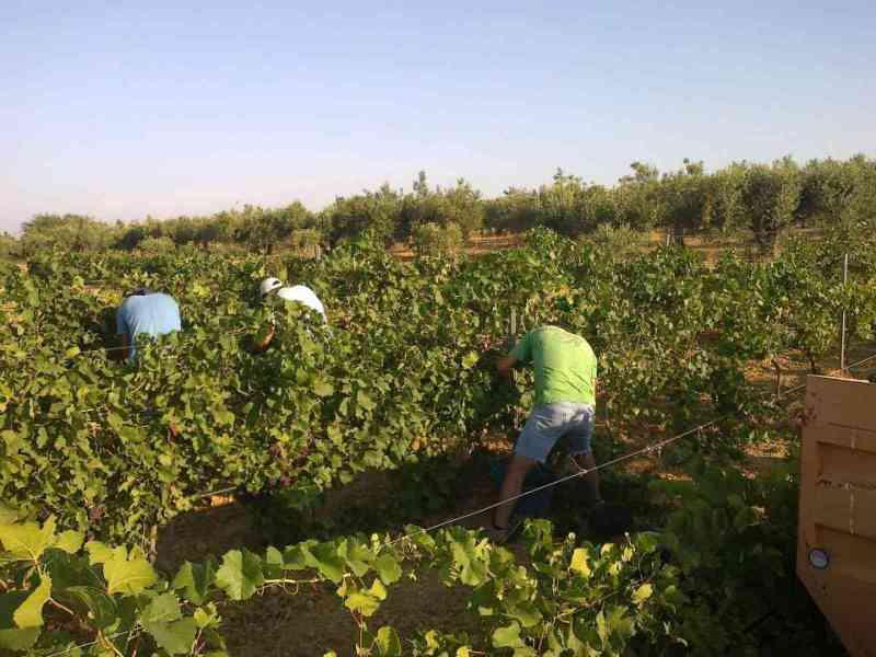 Immagine articolo: Vendemmia, in Sicilia annata promettente per qualità e quantità