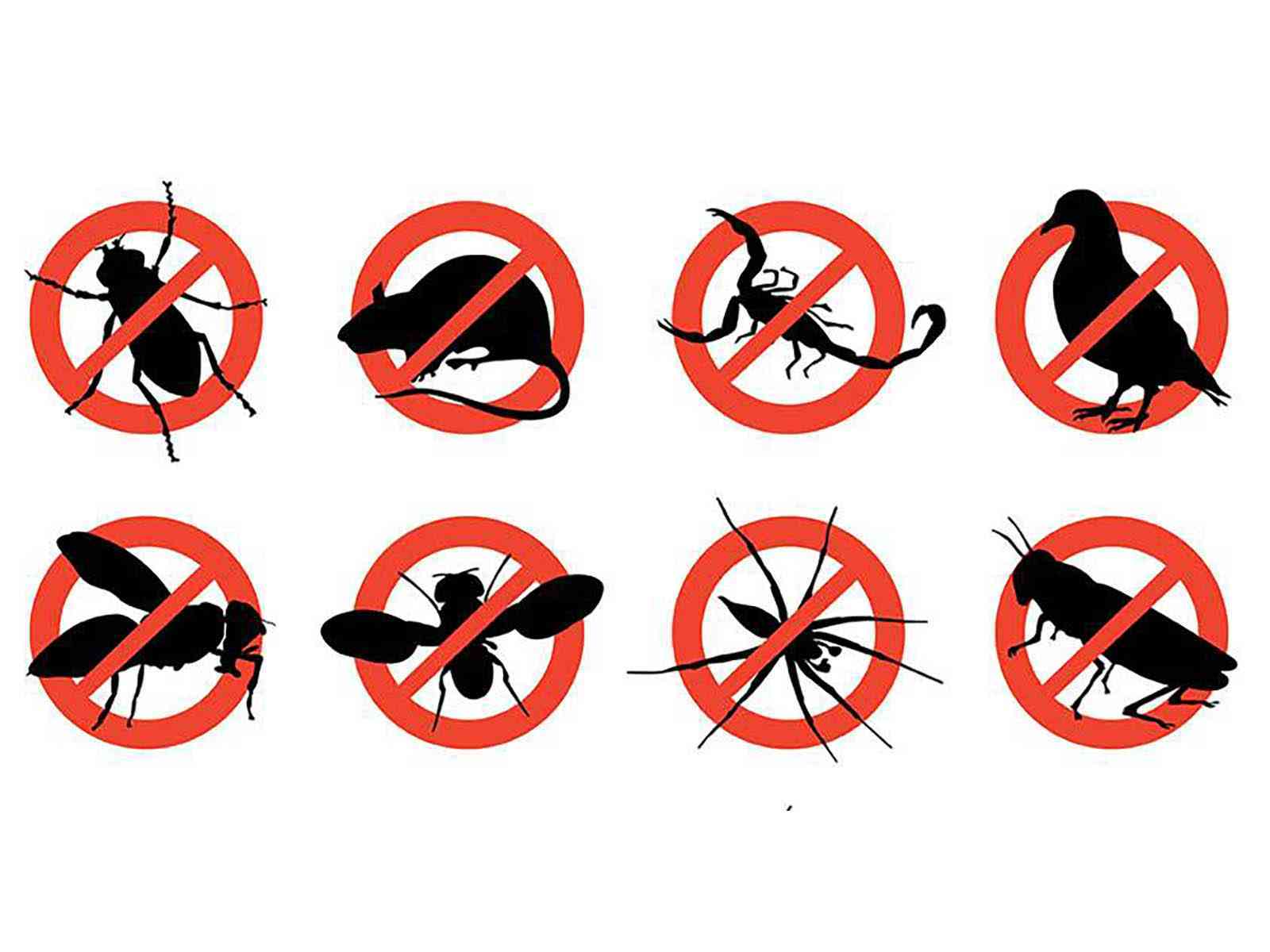 Immagine articolo: Menfi. Disinfestazione e derattizzazione. Il calendario degli interventi