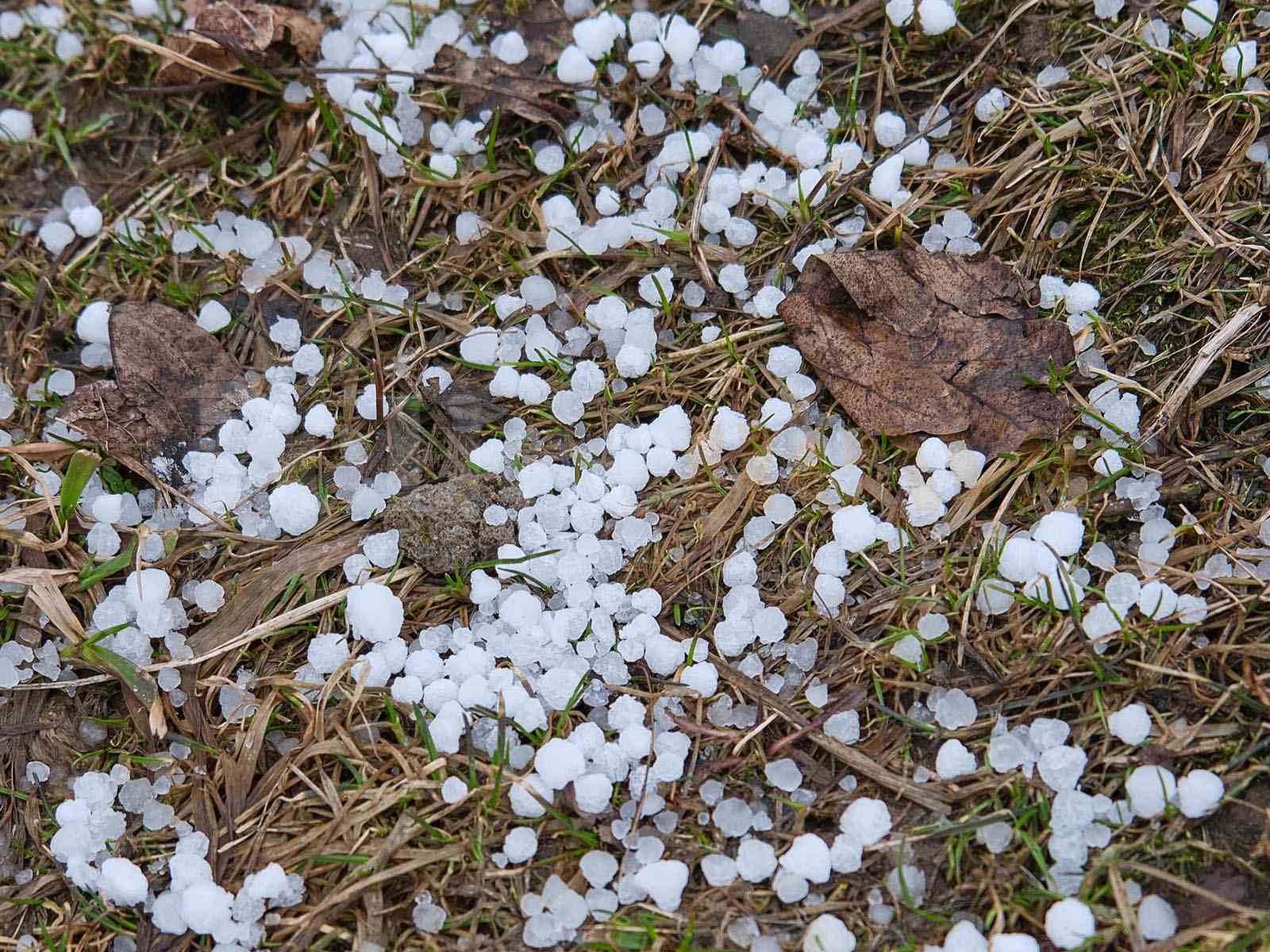 Immagine articolo: A Salaparuta, Poggioreale, Gibellina si contano i danni del nubifragio del 28 agosto. Attivata la raccolta dei dati